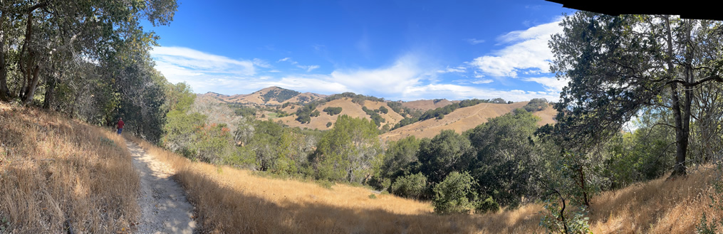 Indian Tree Panorama