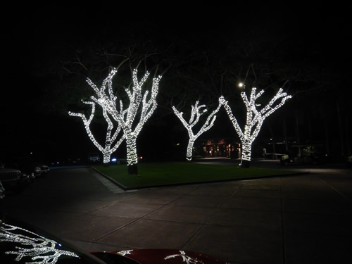 Lighted Trees