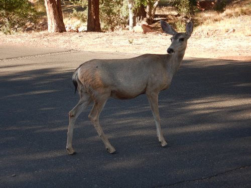 Tame deer at Enchantment