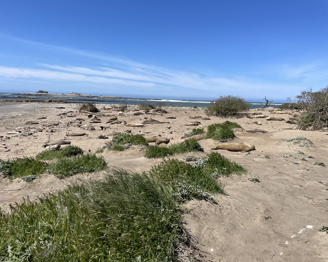 Elephant Seals