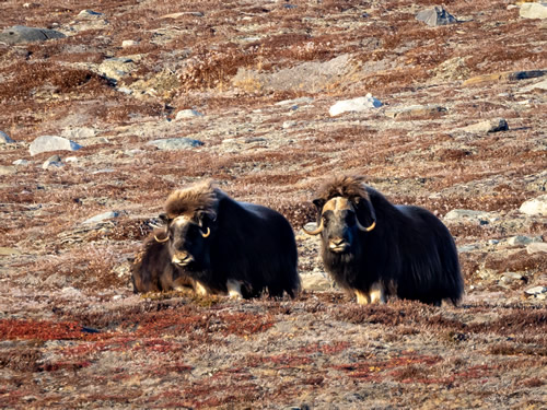 Musk Ox