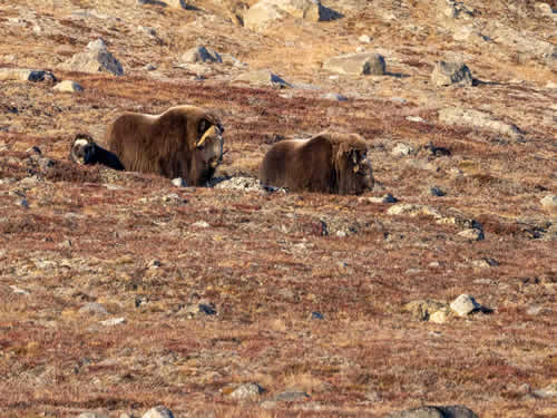 Musk Ox