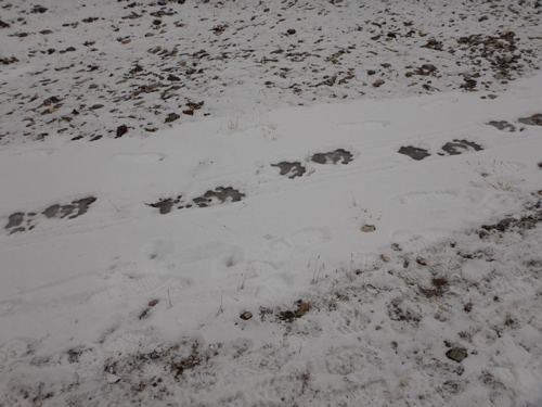 Polar Bear Tracks