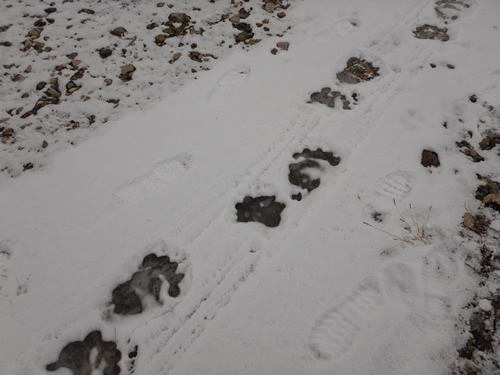 Polar Bear Tracks