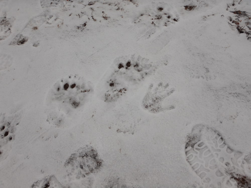 Polar Bear Tracks