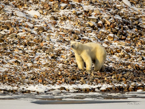 Storfjord - Polar Bear