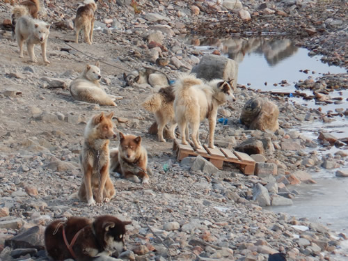 Greenland Huskies