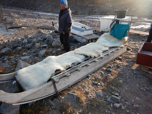 Husky Sled