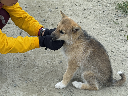 Greenland Huskies