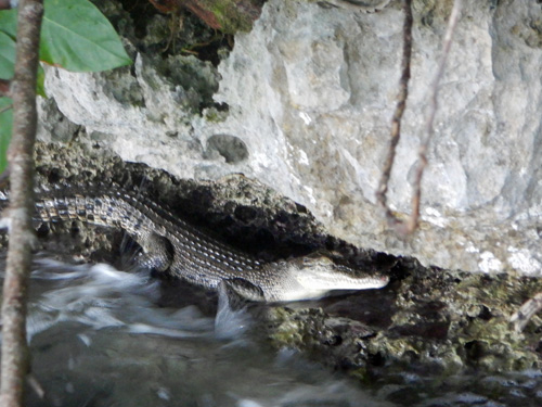 Salt Water Crocodile