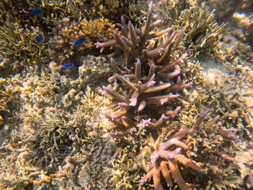 Coral
