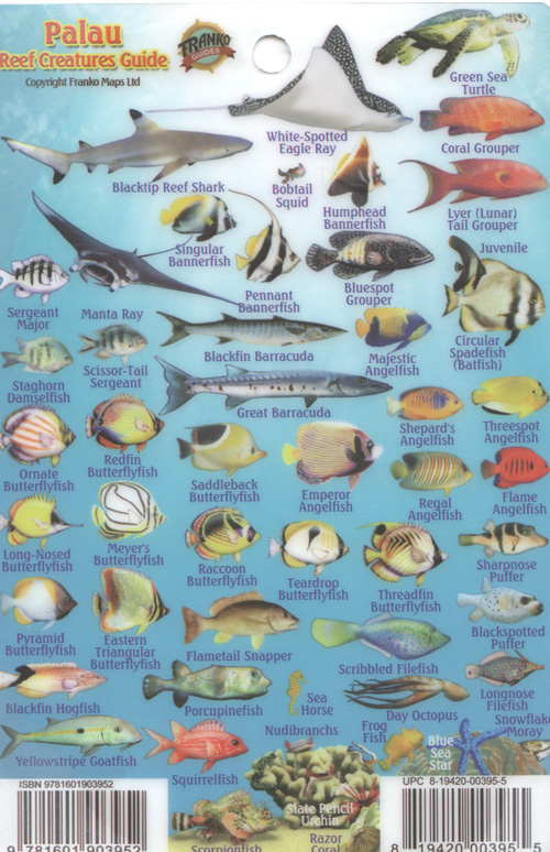 Pulau Fish 1
