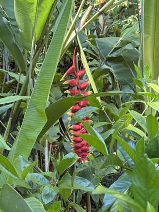 Botanical Garden, Fiji