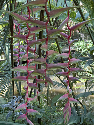 Botanical Garden, Fiji