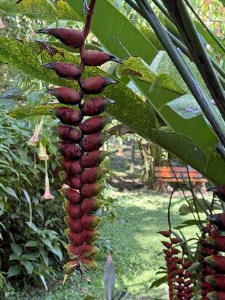 Botanical Garden, Fiji