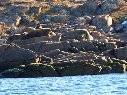 Walrus - Bethune Inlet