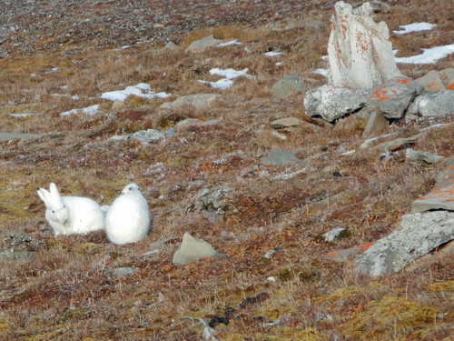Arctic Hares