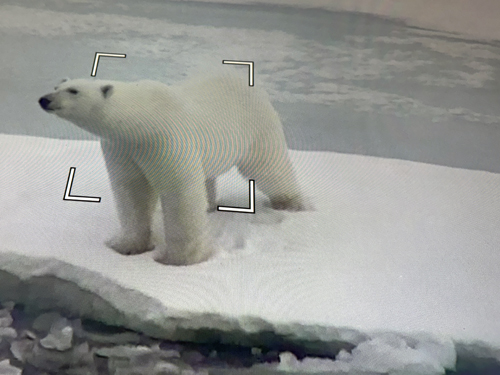 Polar Bear - ship's camera