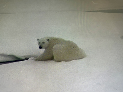 Polar Bear - ship's camera
