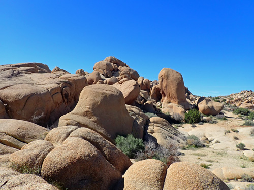 Joshua Tree